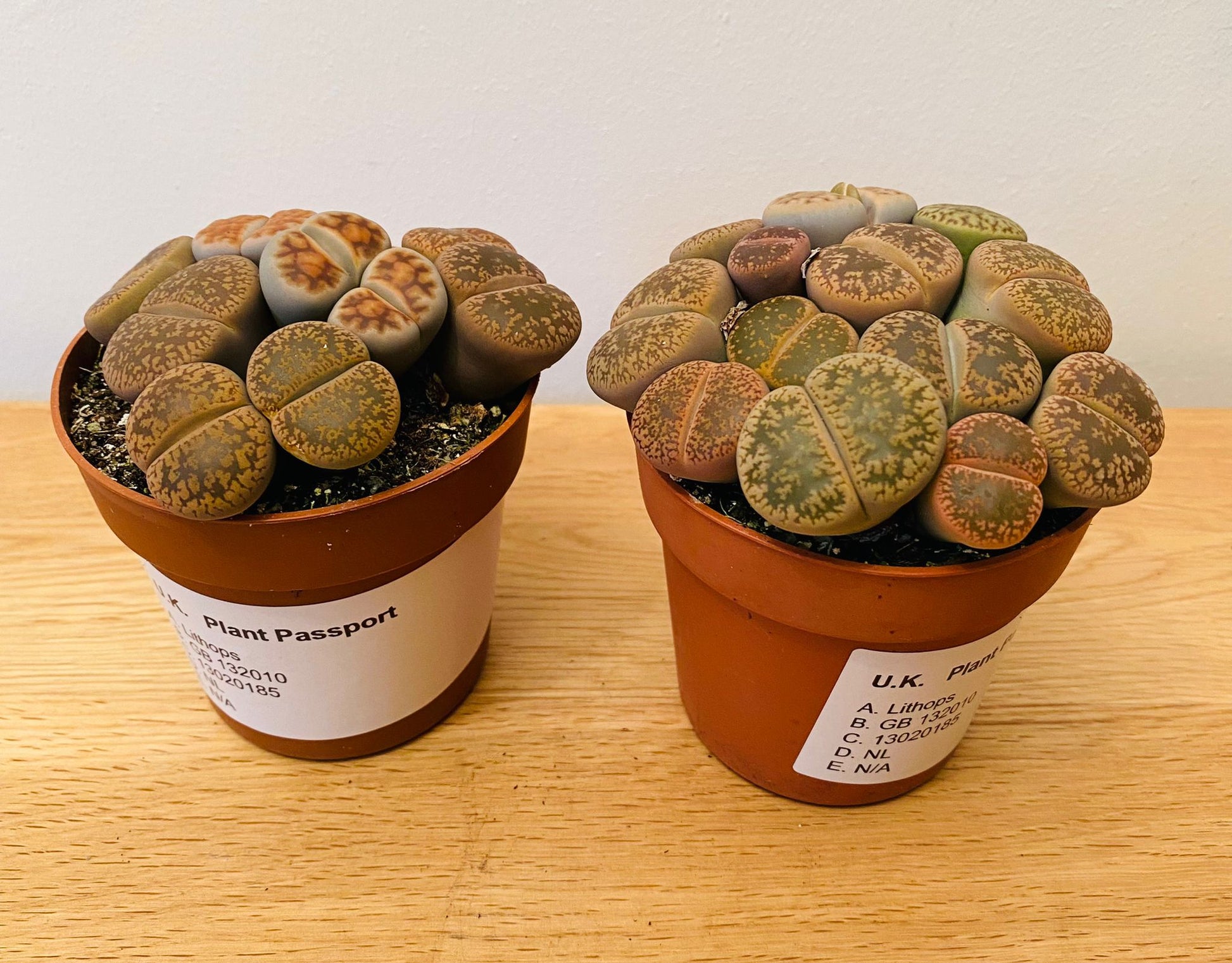 Lithops Mix 8.5cm pot Cassandra's Plants