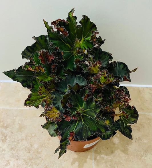 Begonia Escargot Green 12cm Pot Cassandra's Plants