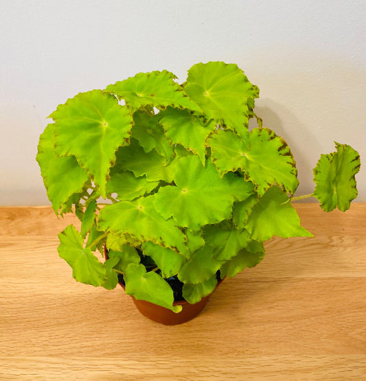 Begonia Rex “Lima Love” 12cm Pot Cassandra's Plants