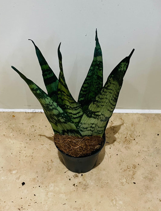 Sansevieria Zeylanica Fan In a 6cm pot Cassandra's Plants