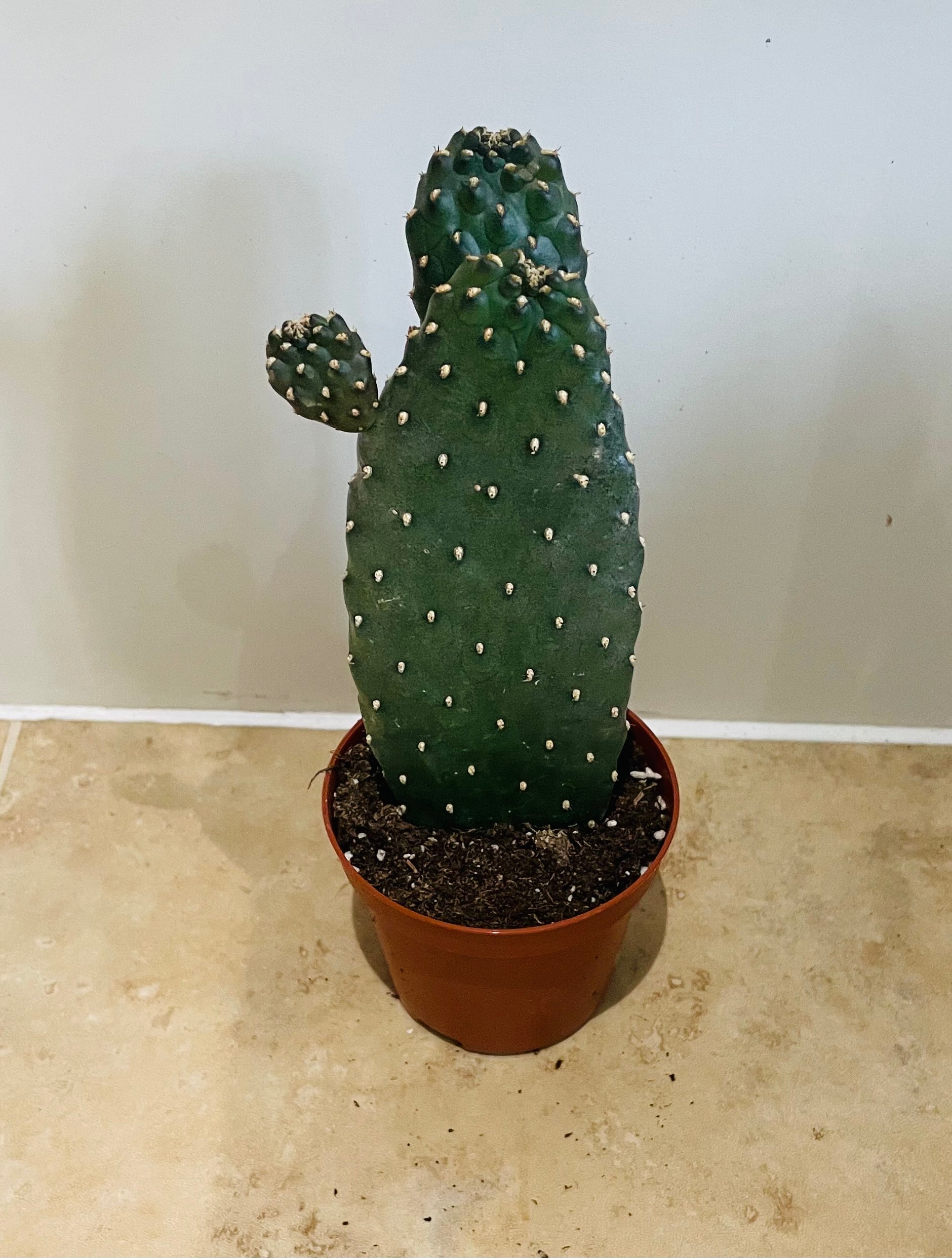 Opuntia Consolea in a 9 cm pot Cassandra's Plants