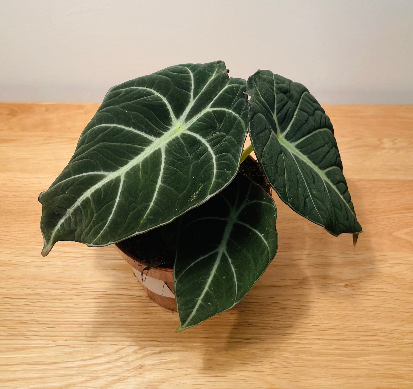 Alocasia Black Velvet 12cm Pot Cassandra's Plants