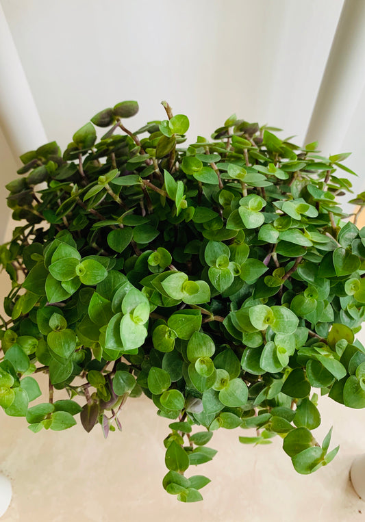 Callisia Repens 9cm Pot Cassandra's Plants