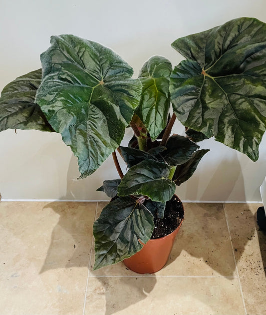 Begonia Scharfii 15cm Pot Cassandra's Plants