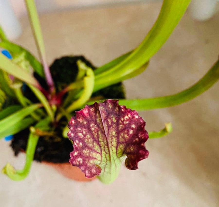 Sarrancenia Flava in a 9cm pot Cassandra's Plants