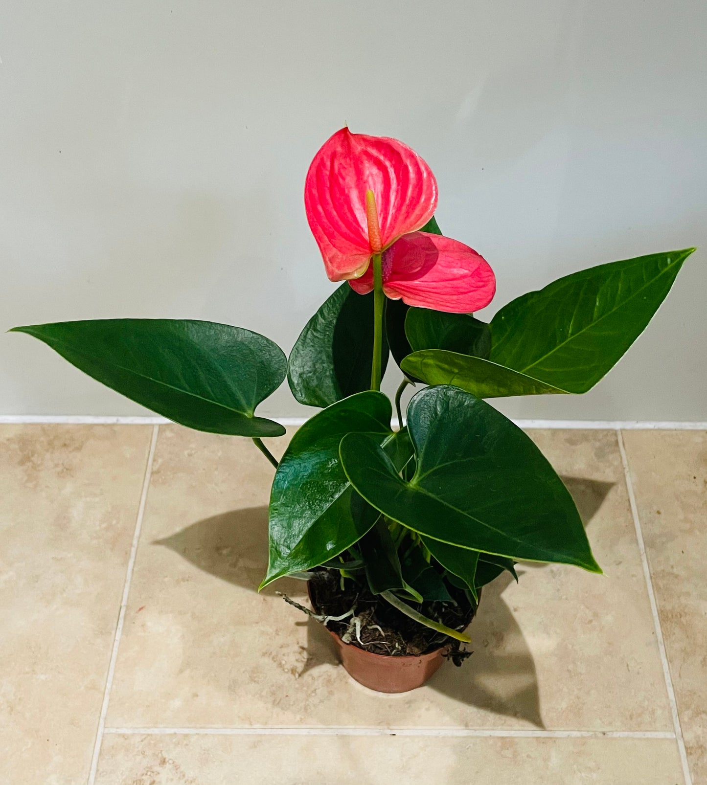 Anthurium Adraeanum Pink  Flower Plant in a 7cm pot Cassandra's Plants