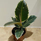 Ficus Elastica Tineke Rubber Plant Cassandra's Plants