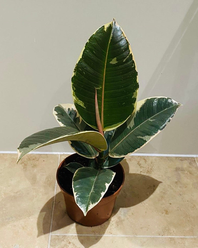 Ficus Elastica Tineke Rubber Plant Cassandra's Plants