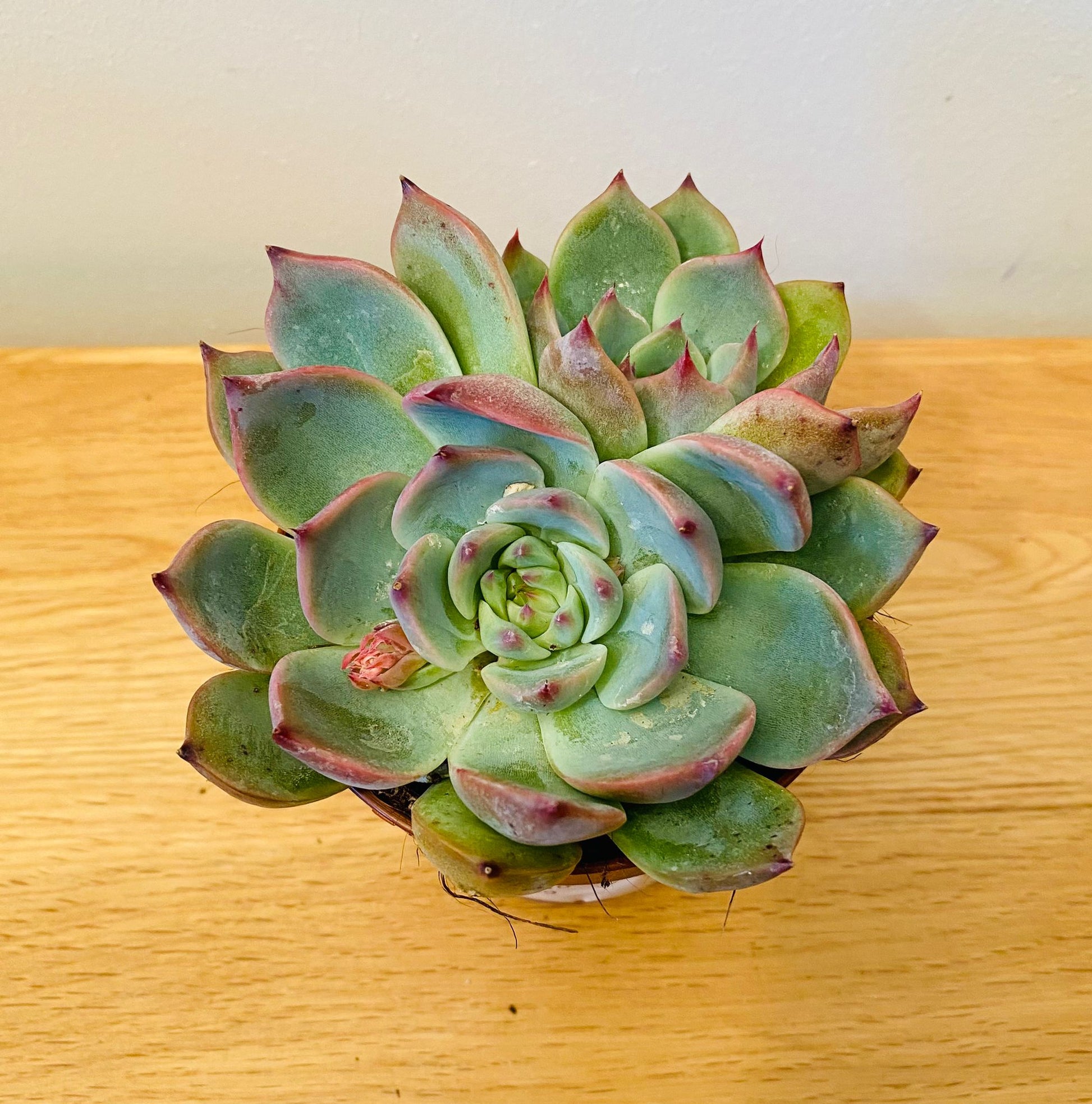 Echeveria Colorata f. Lindsayana 8.5cm Cassandra's Plants