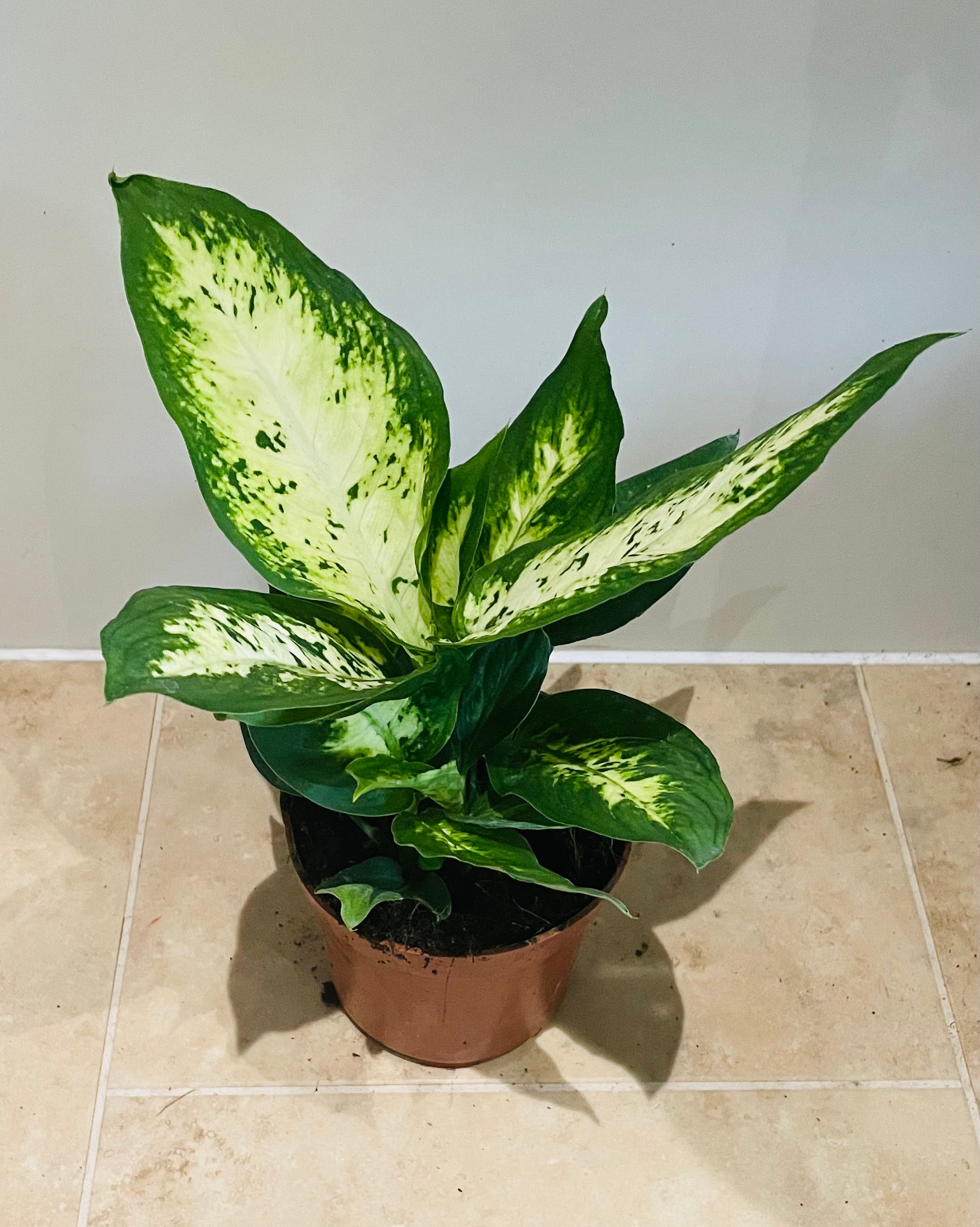 Dieffenbachia 'Compacta' Dumb Cane 8cm Pot Cassandra's Plants