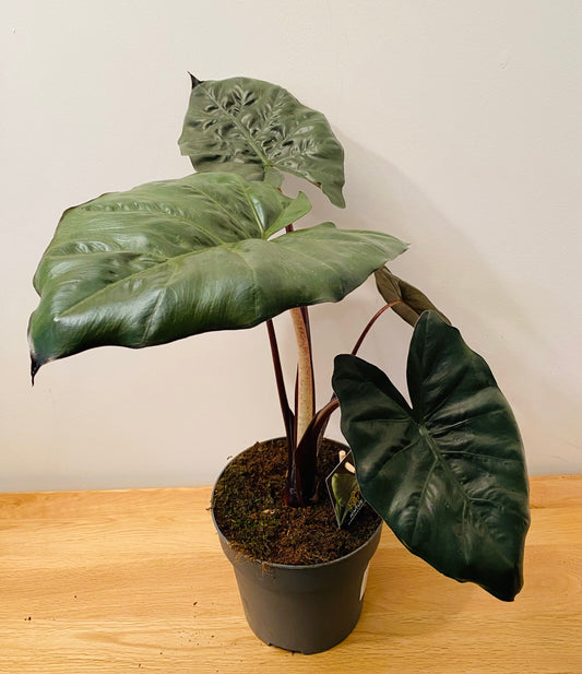 Alocasia Yucatan Princess 17cm Pot Cassandra's Plants