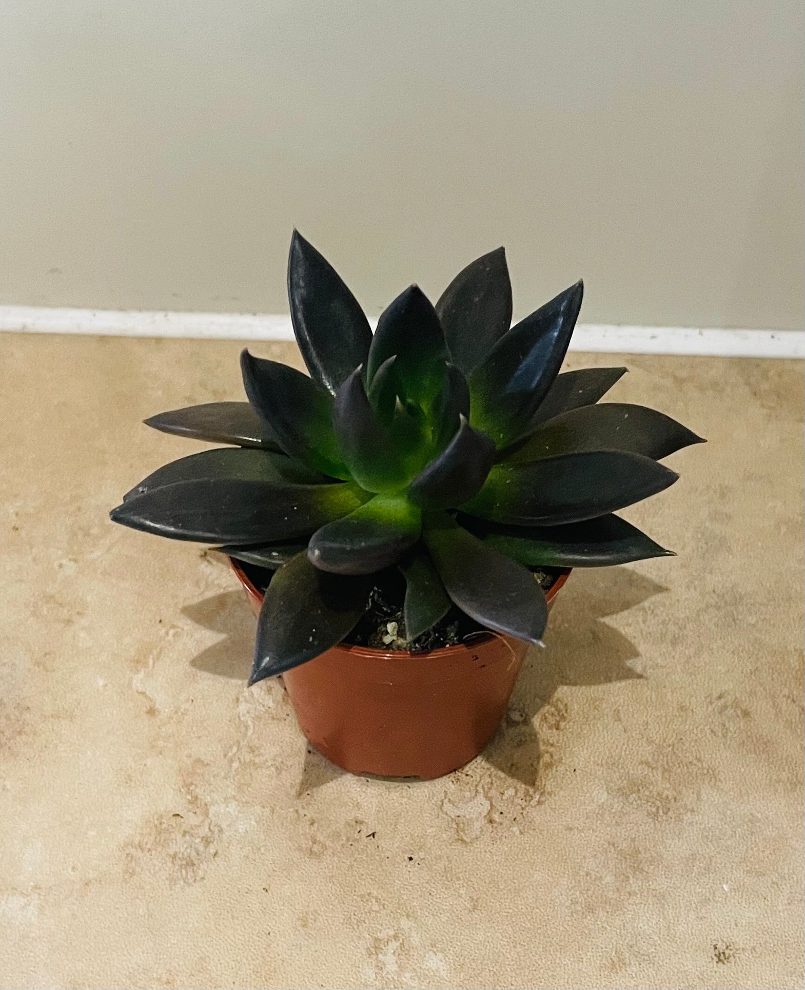 Echeveria Black Prince in a 5.5cm pot Cassandra's Plants