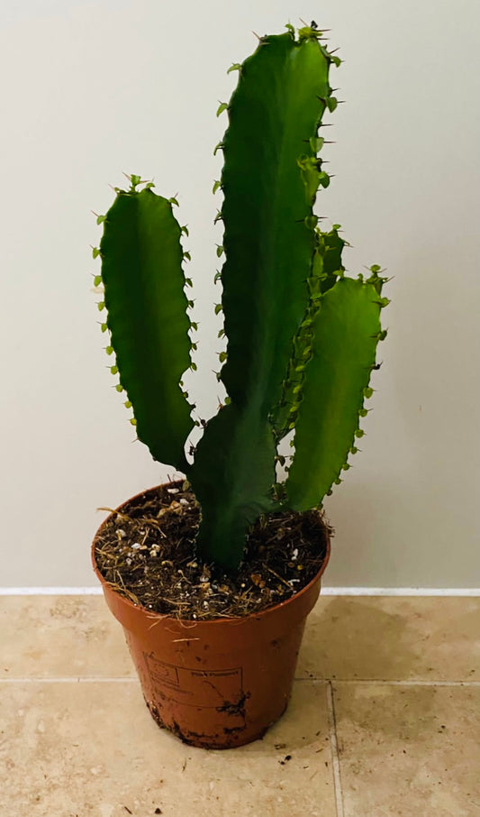 Euphorbia Aucrensis in a 12cm Pot Cassandra's Plants