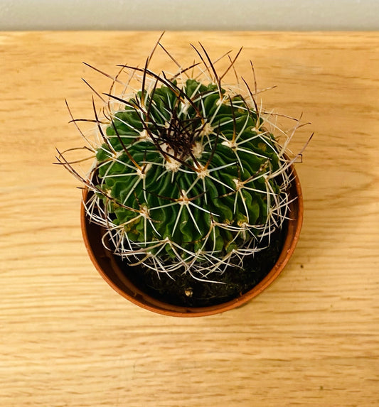 Stenocactus Fasciculatus Cactus in 5.5cm Pot Cassandra's Plants