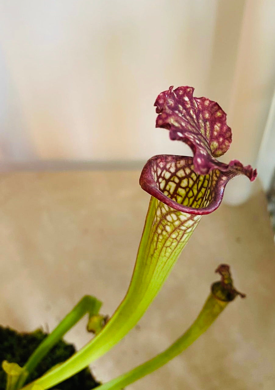 Sarrancenia Flava in a 9cm pot Cassandra's Plants