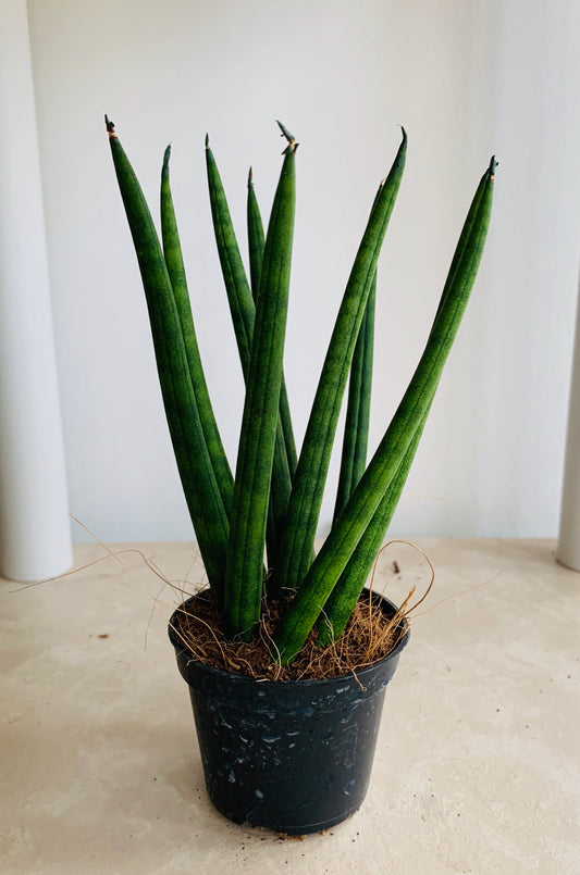 Sansevieria Cylindrica Mikado Cassandra's Plants 