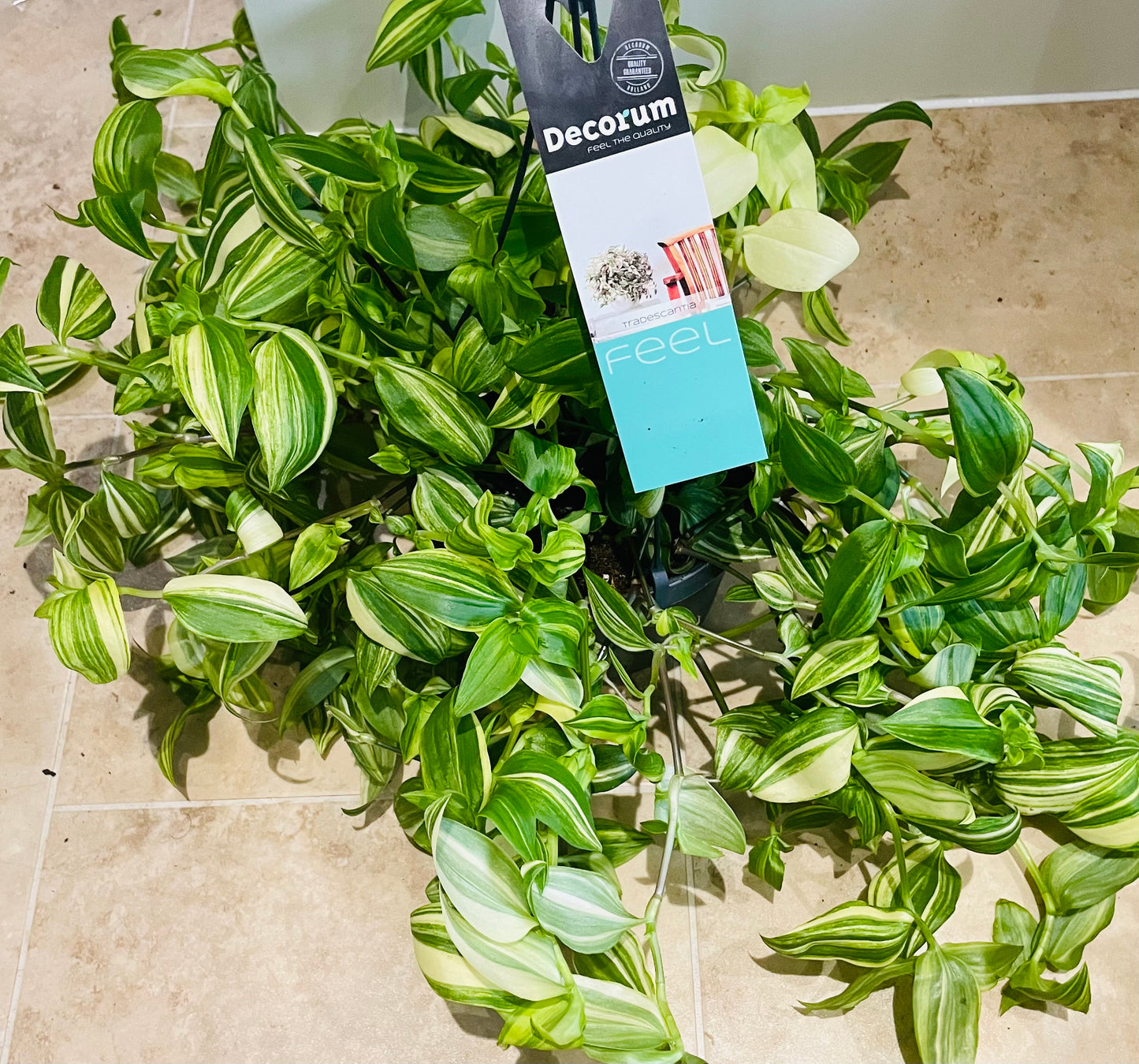 Tradescantia Flumensis Aureovariegata In a 17cm hanging pot Cassandra's Plants