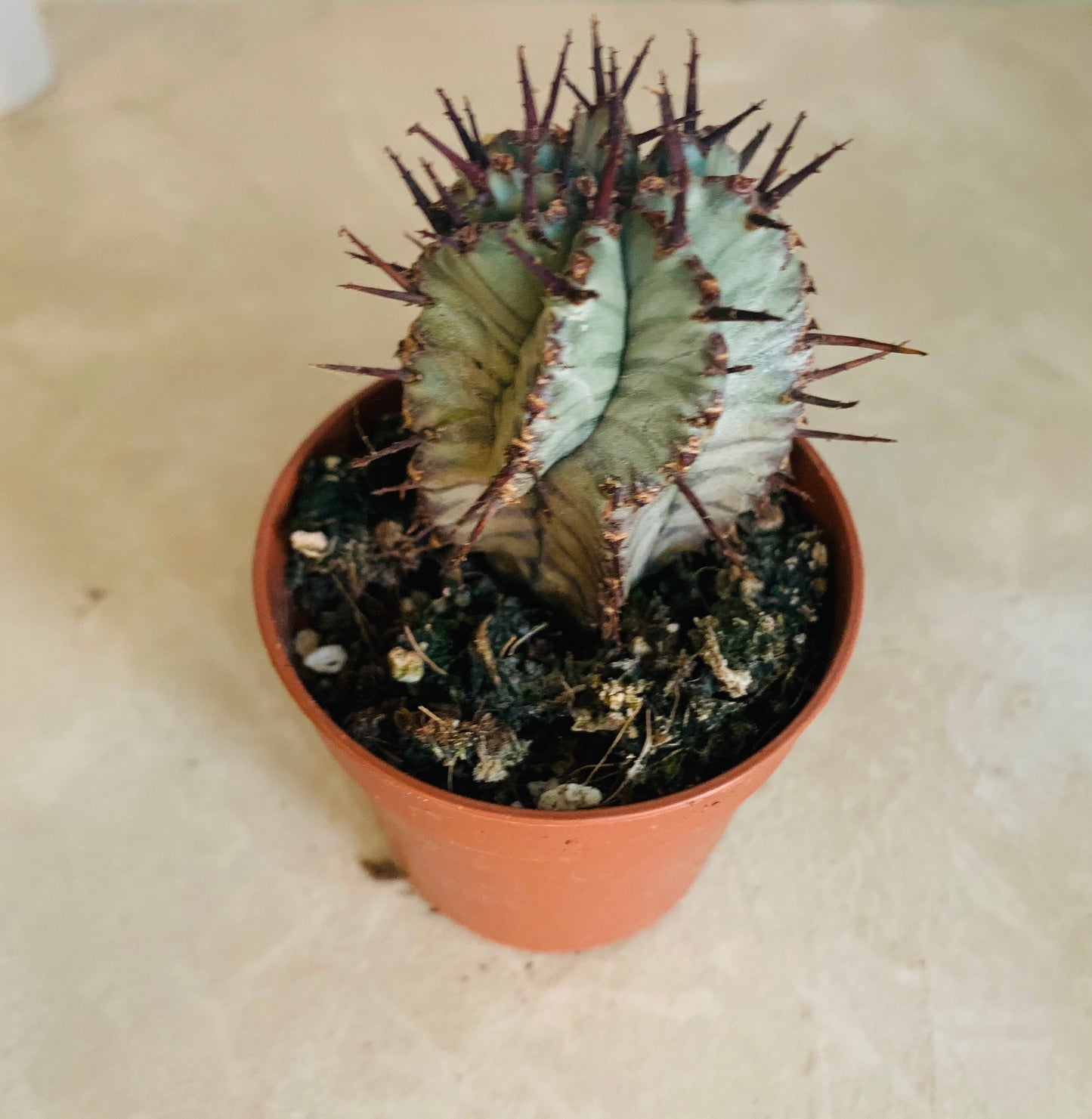 Euphorbia Horrida Snowflake in a 5.5cm Pot Cassandra's Plants 