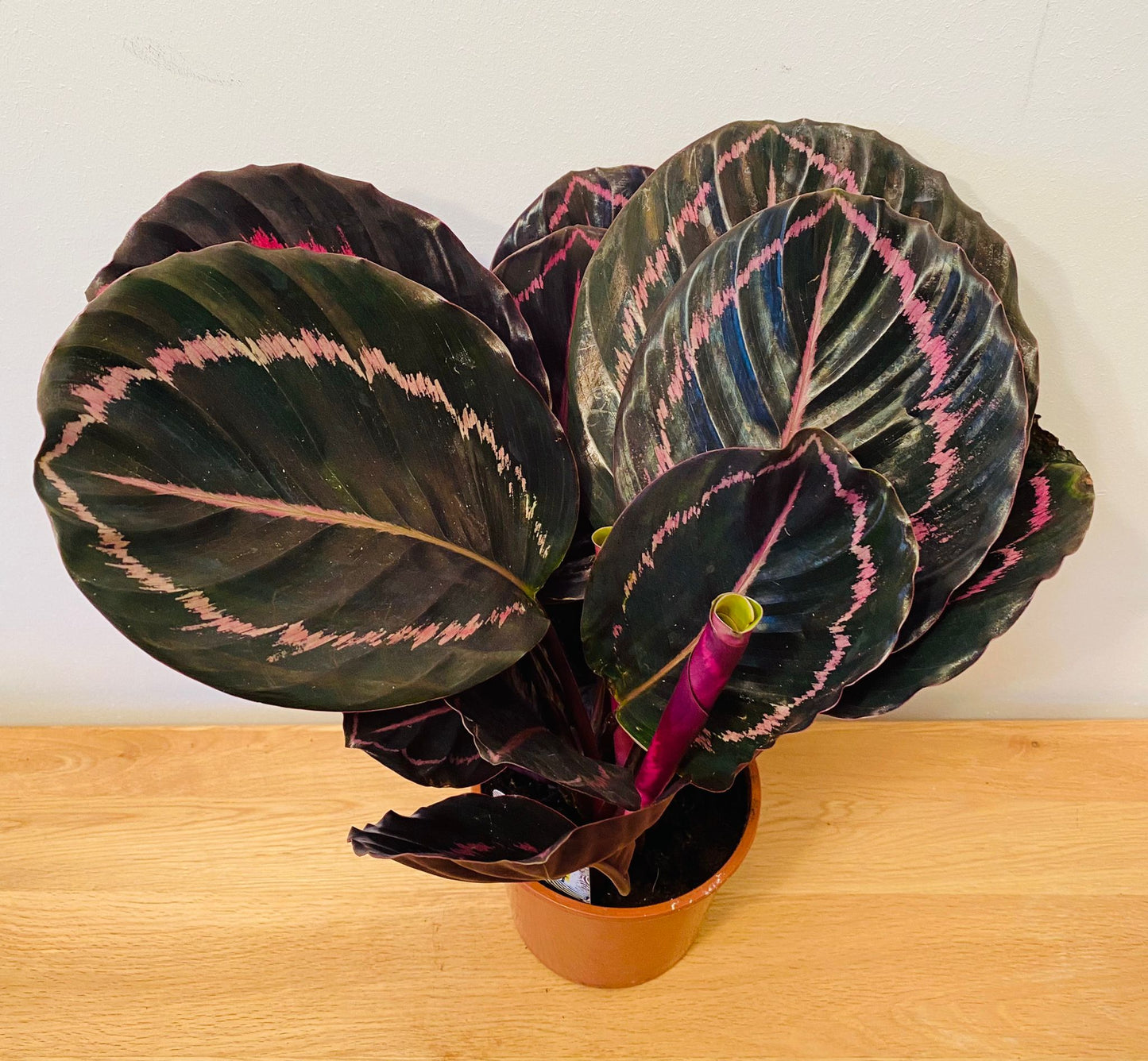 Calathea Surprise Star 14cm Pot Cassandra's Plants