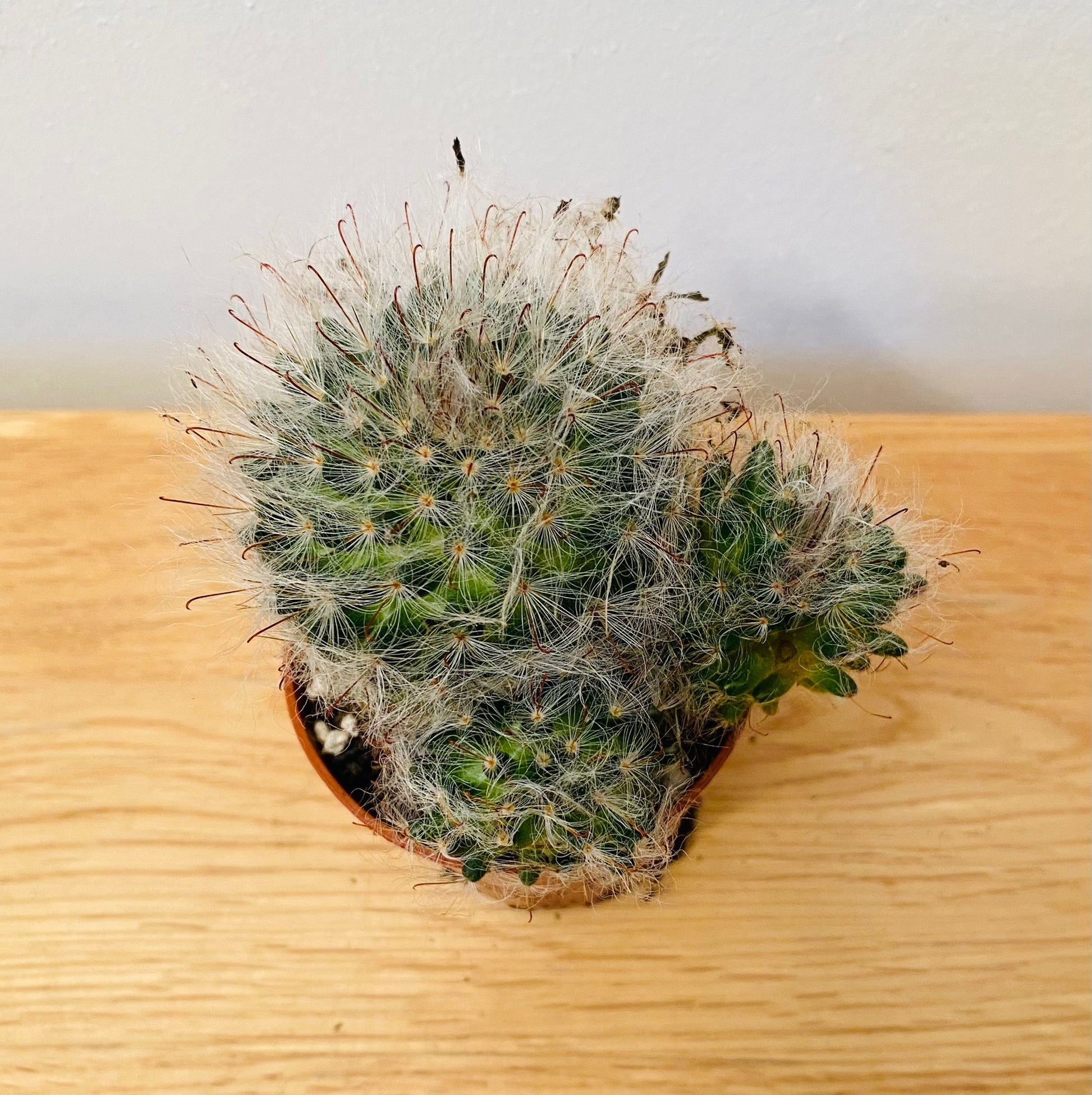 Mammillaria Guelzowiana in 5.5cm Pot Cassandra's Plants