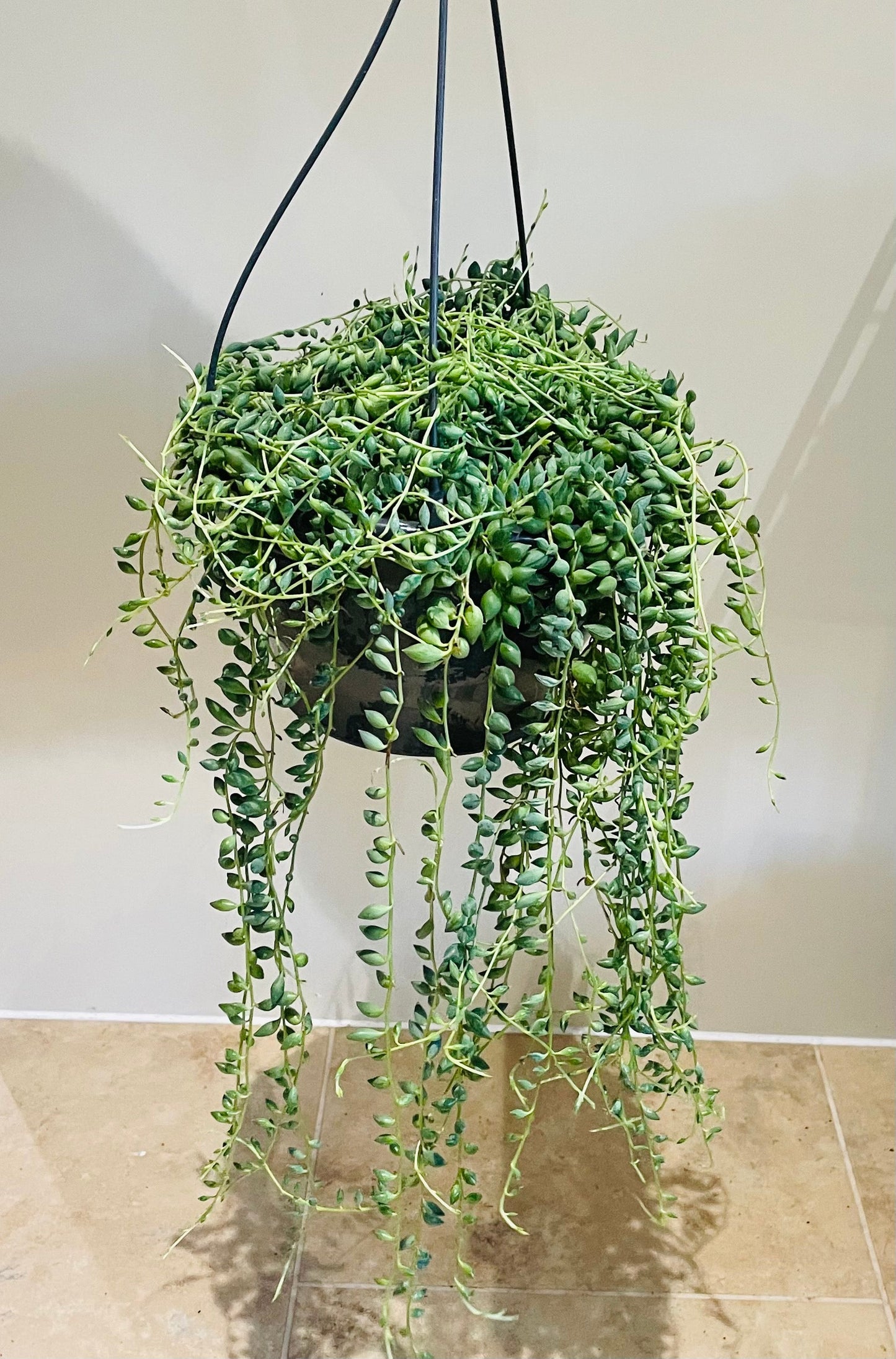 Senecio Herreianus String of Tears