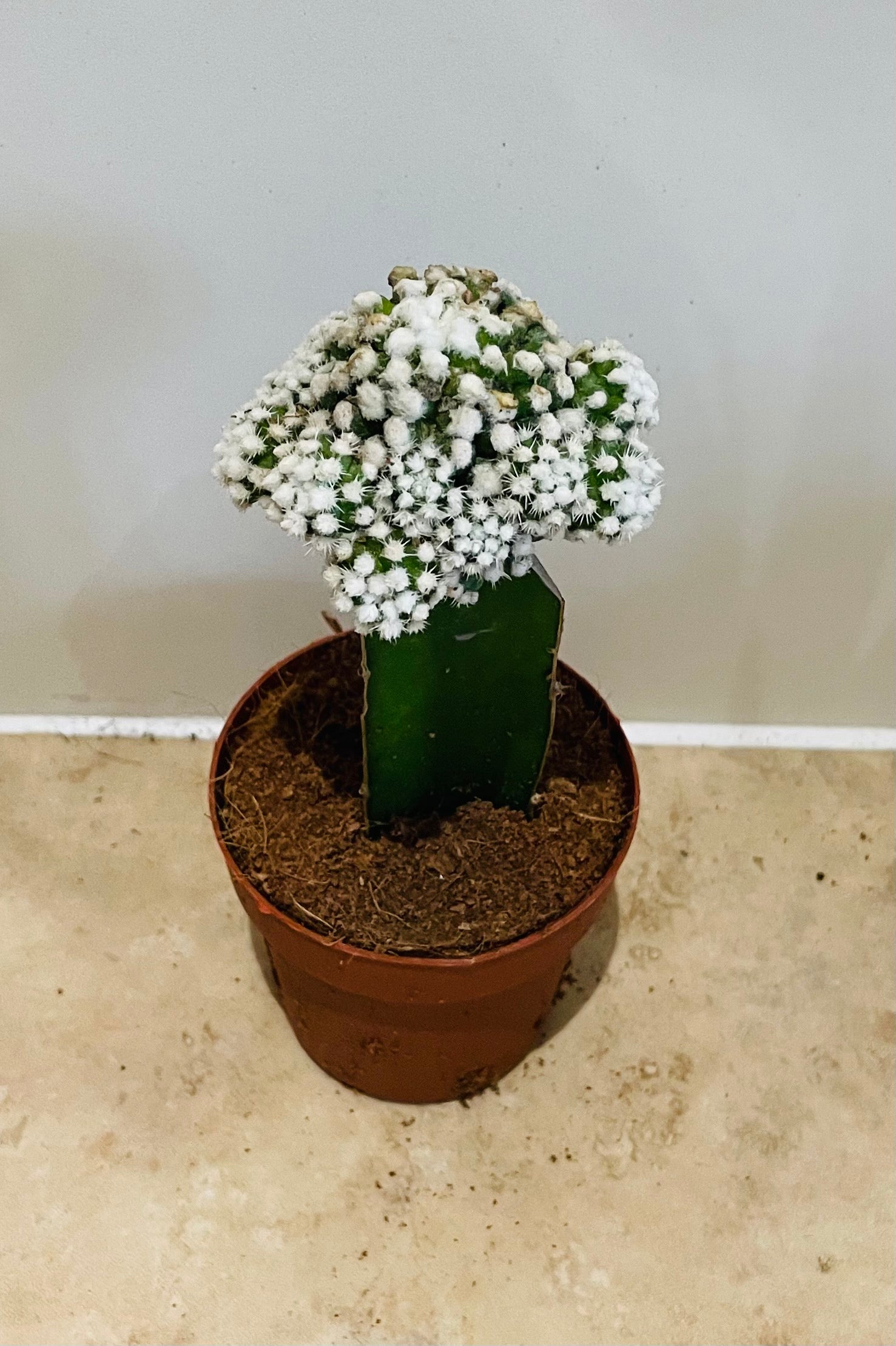 Gymnocalycium Mihanovichii White Moon Cactus in 8cm pot Cassandra's Plants