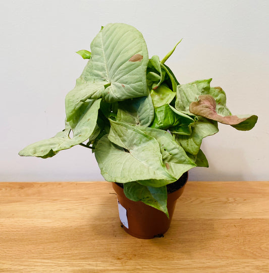 Syngonium Confetti in a 12cm Pot Cassandra's Plants