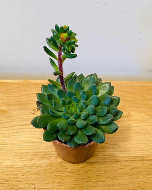 Echeveria Rondelli Succulent in 5.5cm Pot Cassandra's Plants