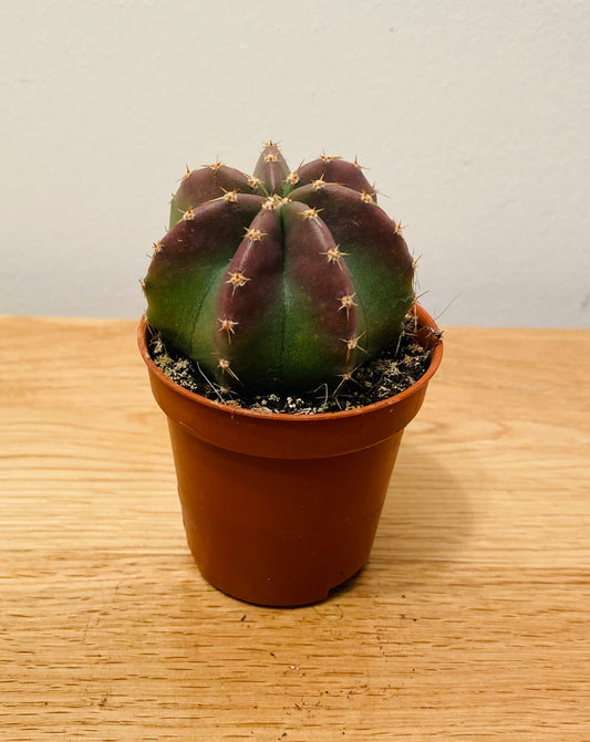 Echinocereus Inermis in 5.5cm Pot Cassandra's Plants