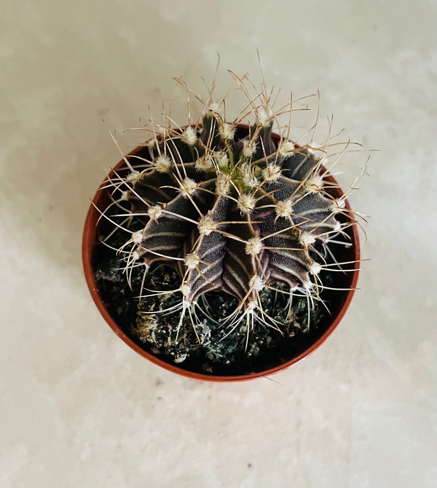 Gymnocalycium Mihanovichii Cactus in 5.5cm Pot Cassandra's Plants