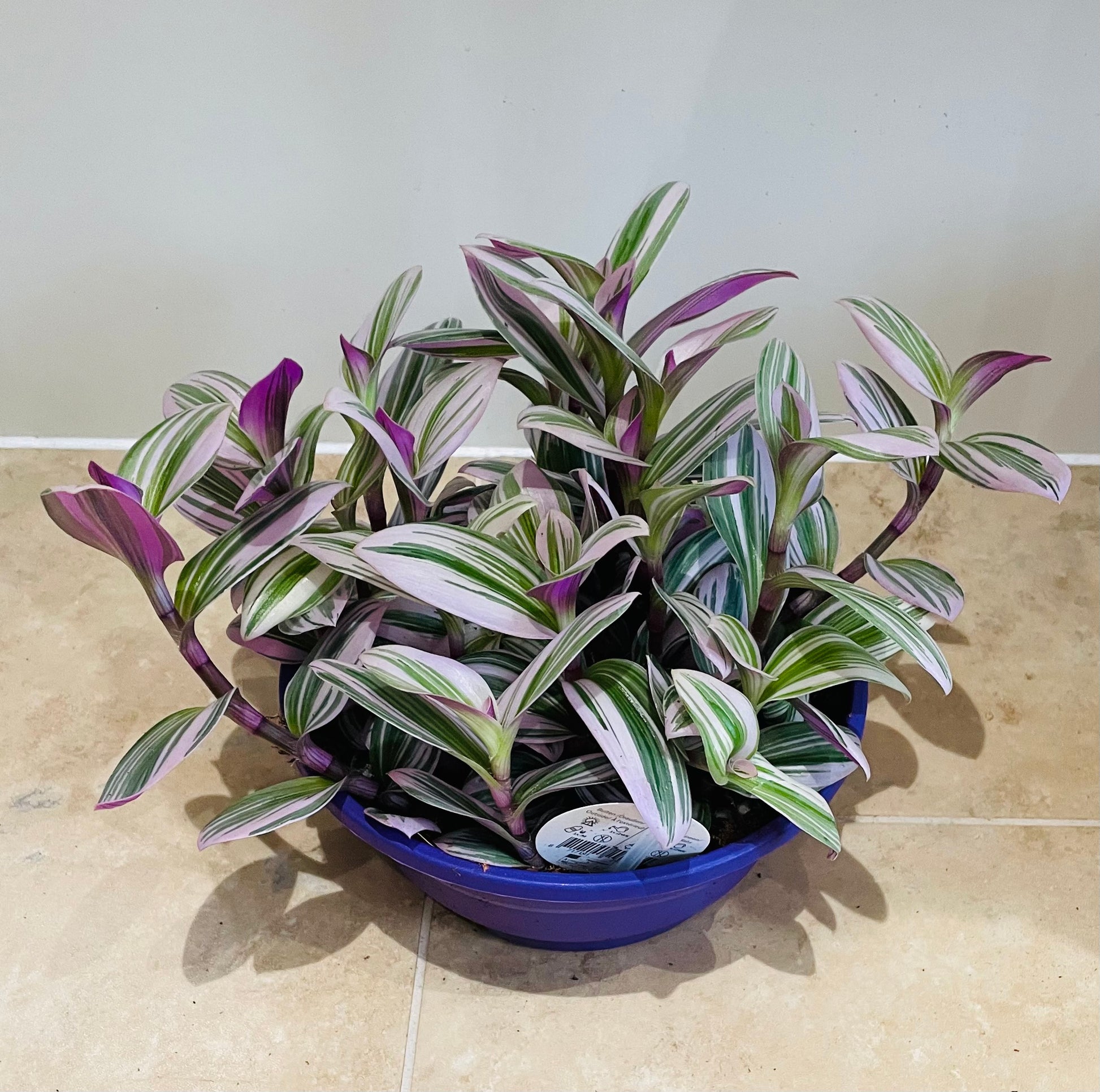 Tradescantia Nanouk Cassandra's Plants