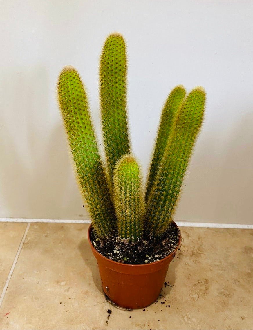 Cleistocactus Winteri "Rat Tail" 9cm Pot Cassandra's Plants