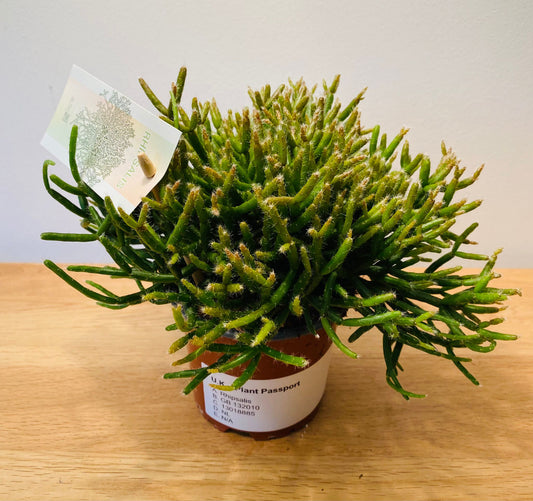 Rhipsalis Burchellii Cassandra's Plants