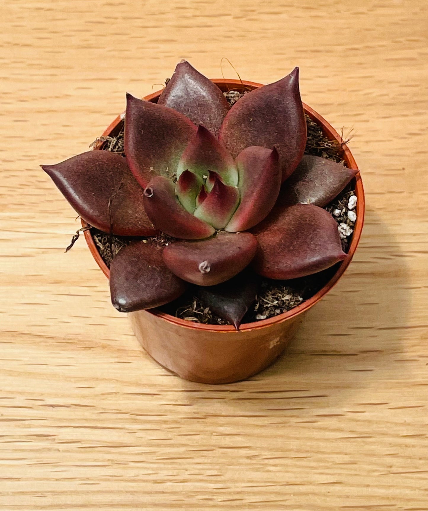 Echeveria Taurus/ Agavoides Romeo Succulent in 5.5cm Pot Cassandra's Plants