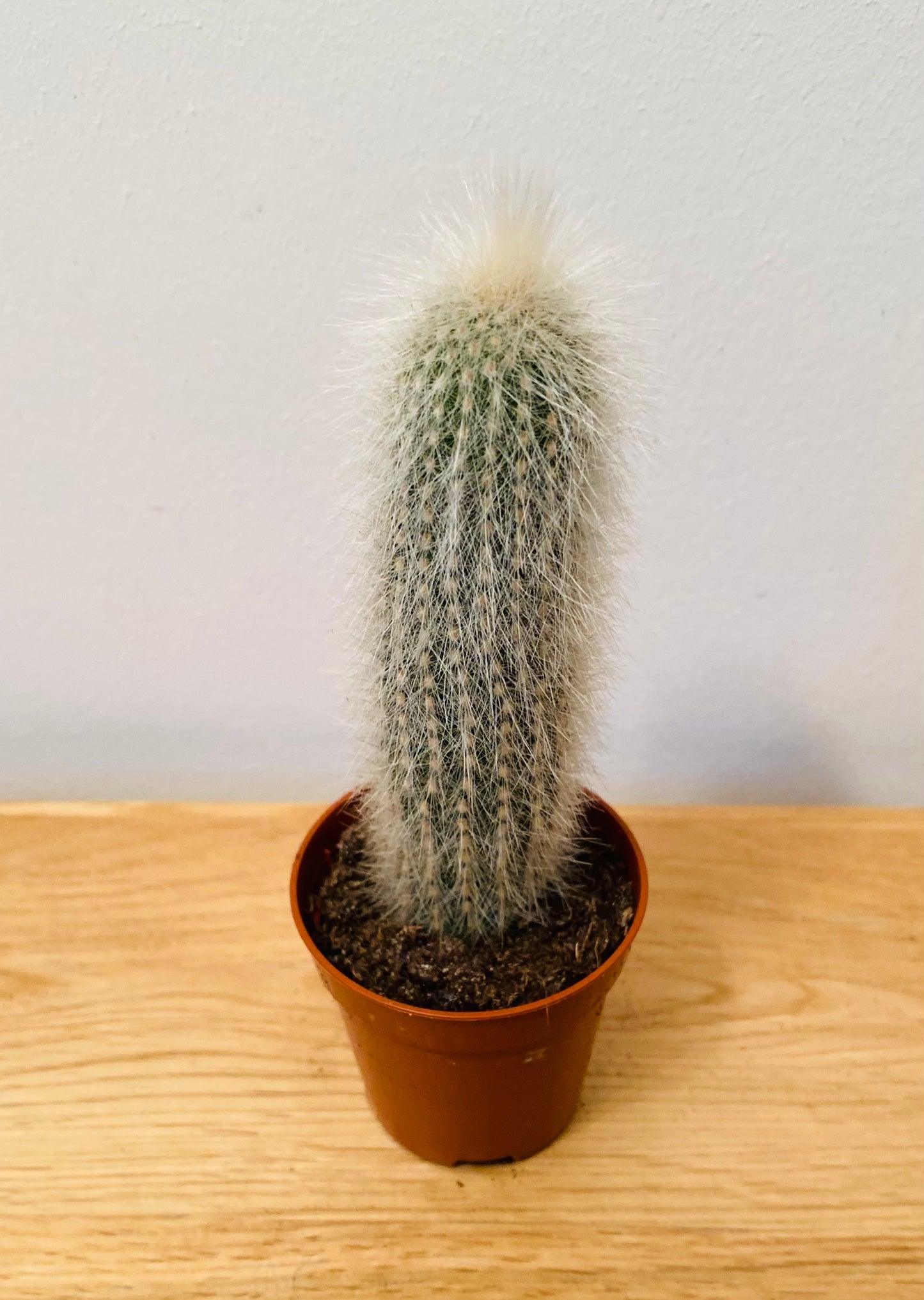 Cleistocactus Strausii