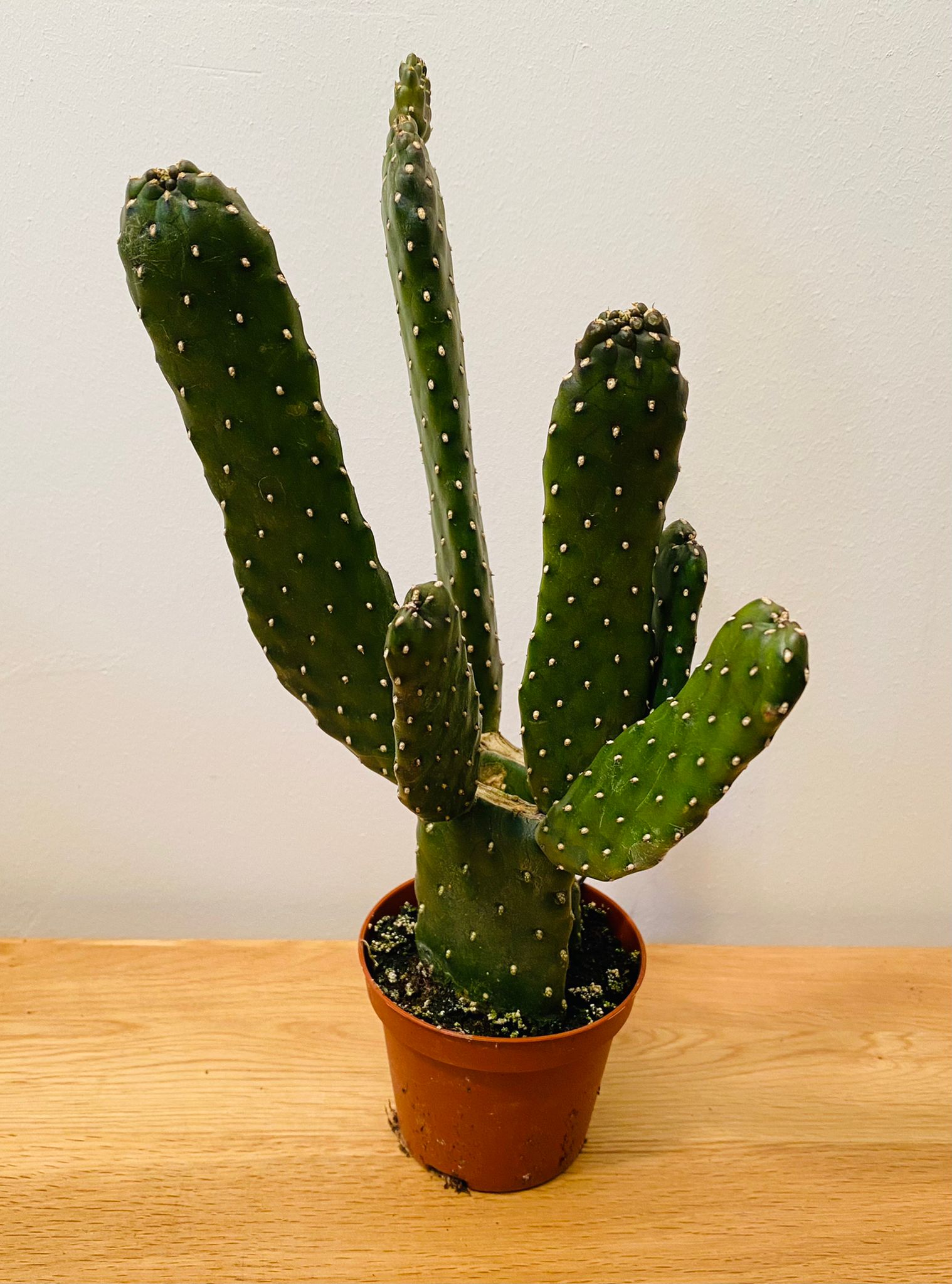 Opuntia Consolea in a 9 cm pot Cassandra's Plants