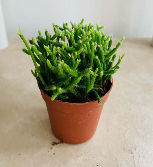 Rhipsalis Cereuscula "Coral Cactus" Cassandra's Plants