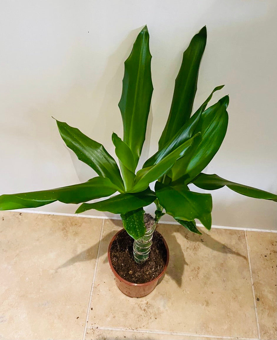 Dracaena Steudneri in a 11cm pot Cassandra's Plants