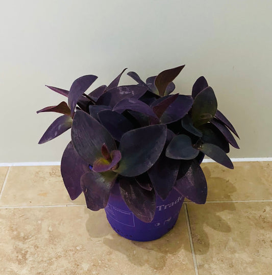 Tradescantia Pallida Purple Heart In a 12cm pot Cassandra's Plants