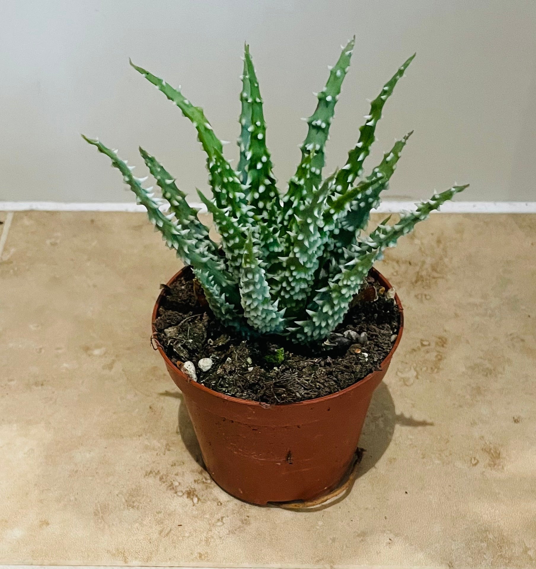 Aloe Humilis 8.5cm Pot Cassandra's Plants