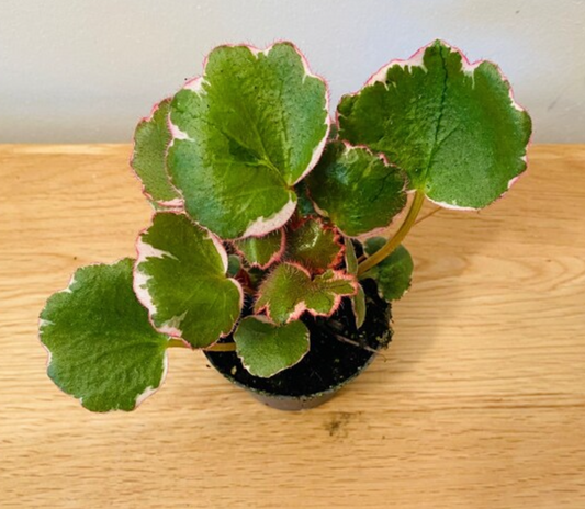 Saxifraga Stolonifera Variegata Strawberry Begonia Cassandra's Plants