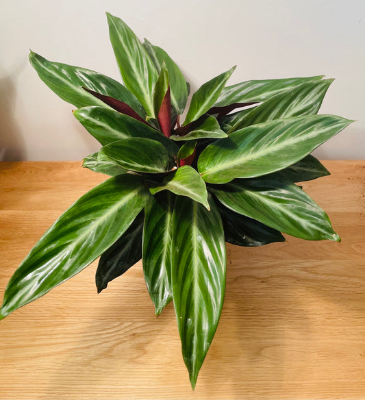 Stromanthe Sanguinea In a 12cm pot Cassandra's Plants