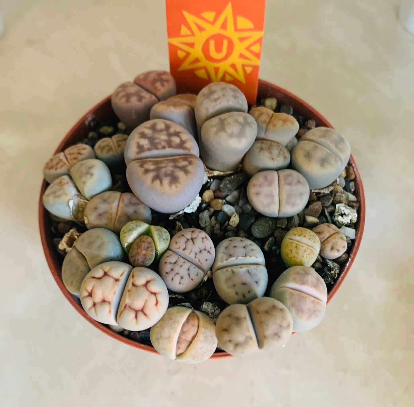 Lithops Karamontana Succulent Cassandra's Plants