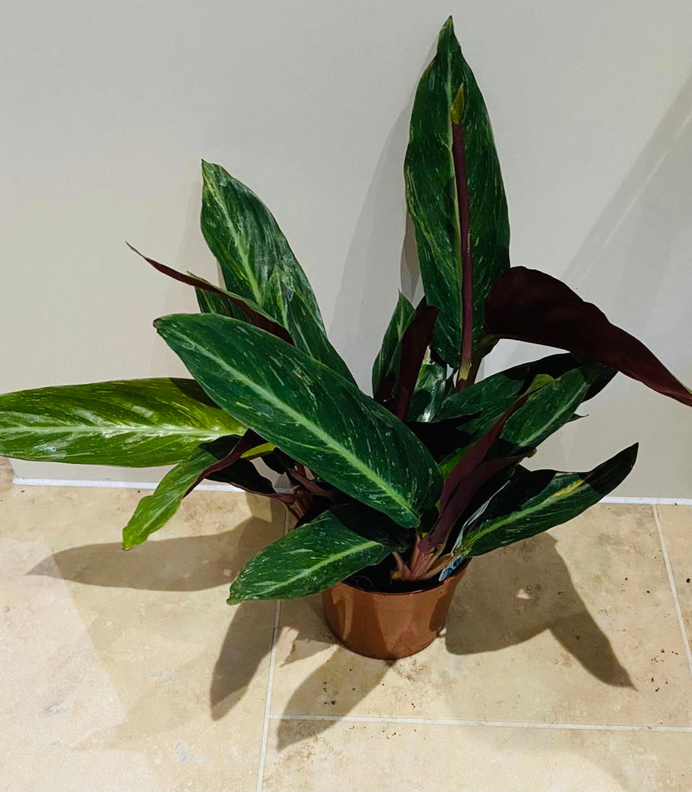 Calathea Magic Star 12cm Pot Cassandra's Plants