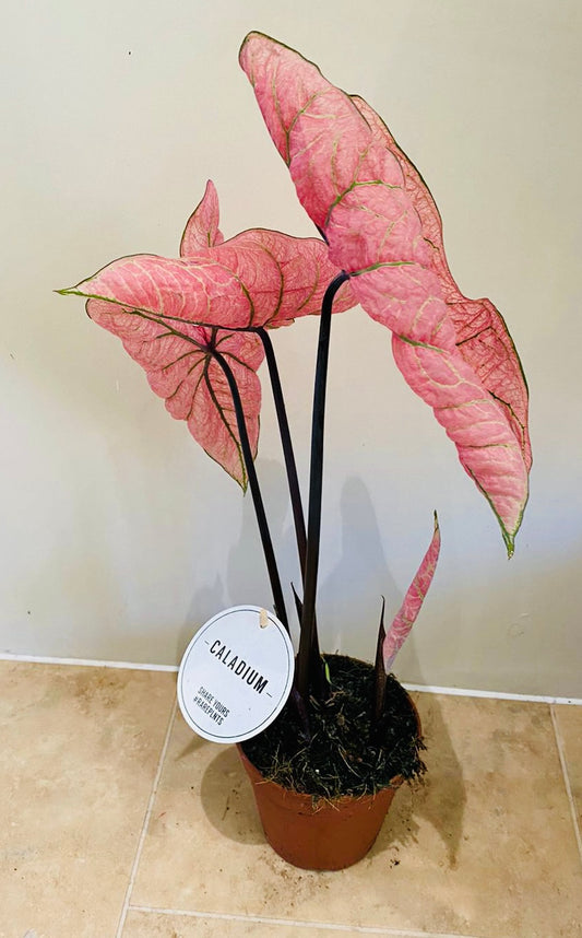 Caladium Spring Fling 12cm Pot Cassandra's Plants