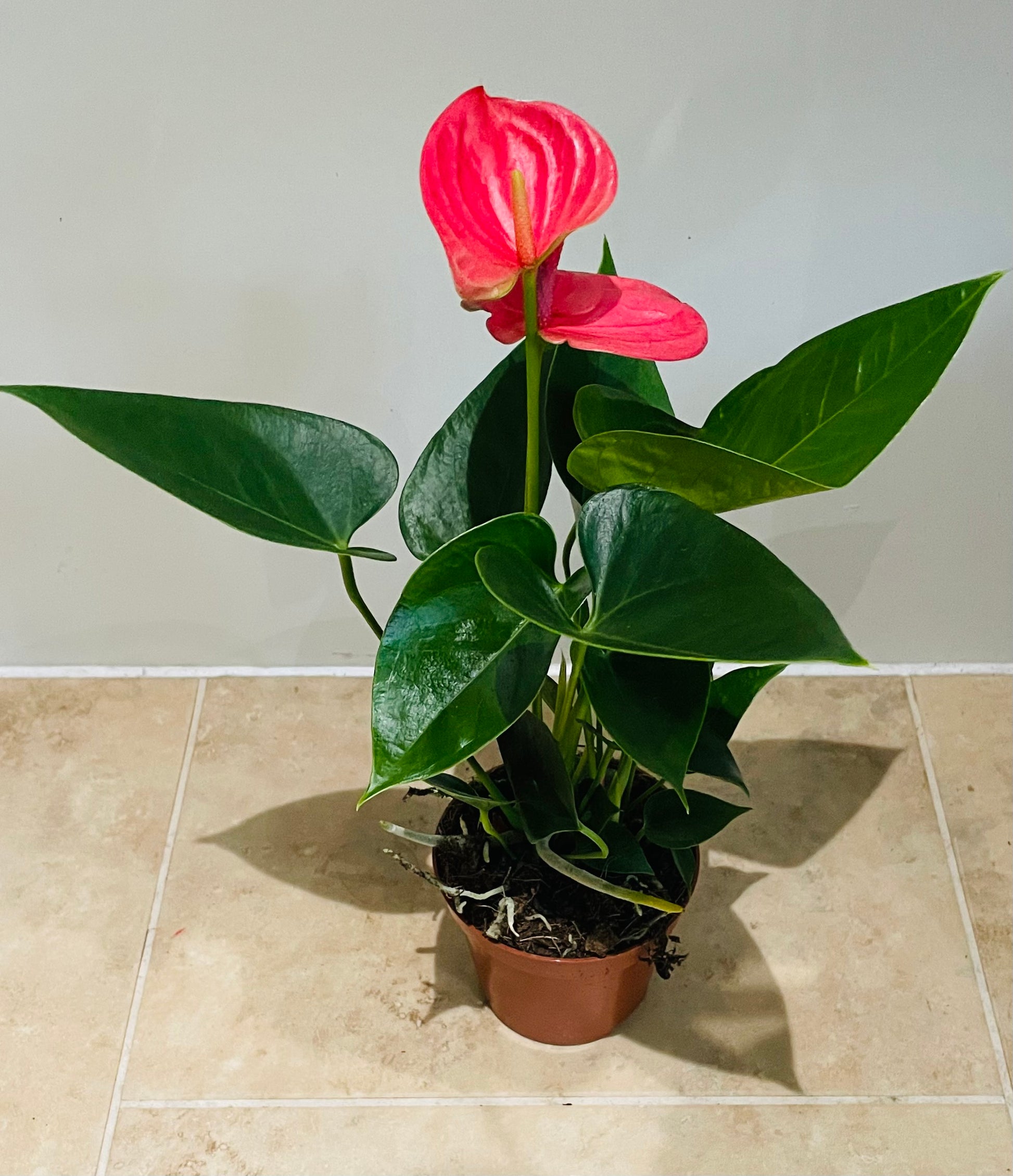 Anthurium Adraeanum Pink  Flower Plant in a 7cm pot Cassandra's Plants