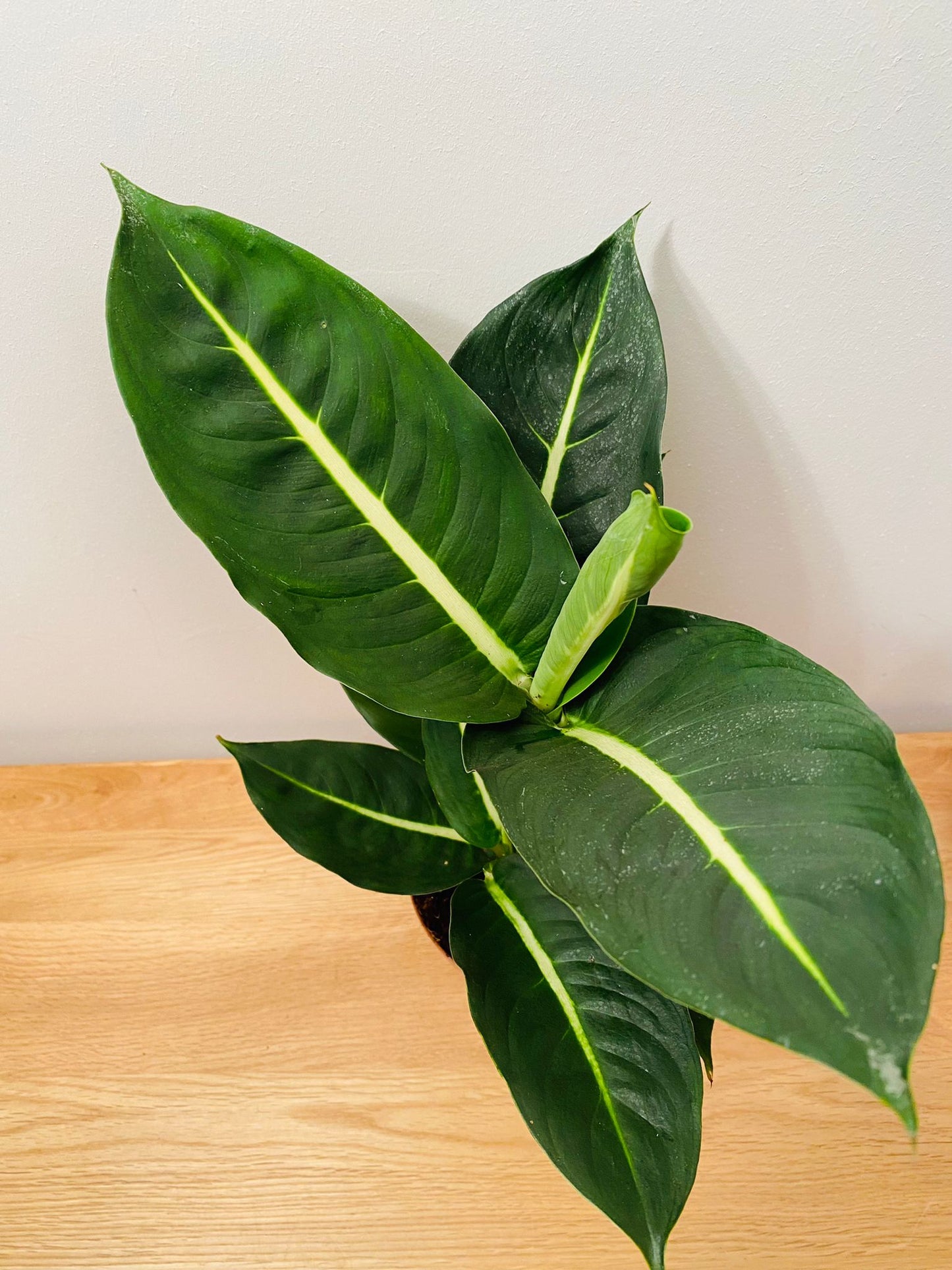 Dieffenbachia Green Magic 12cm pot Cassandra's Plants