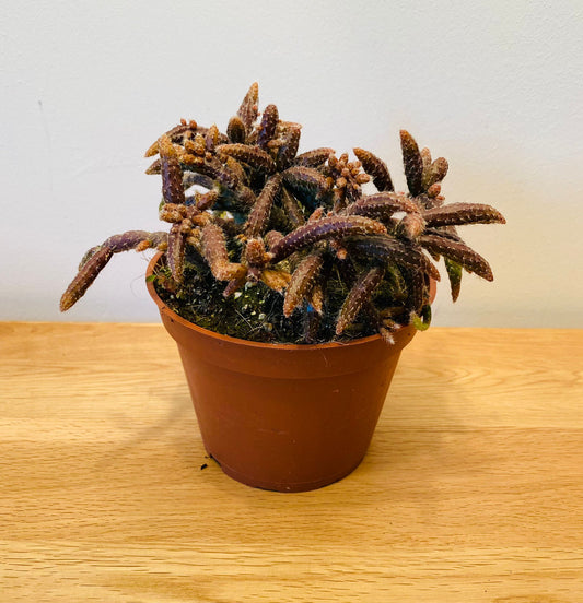 Rhipsalis Horrida in a 12cm Pot Cassandra's Plants