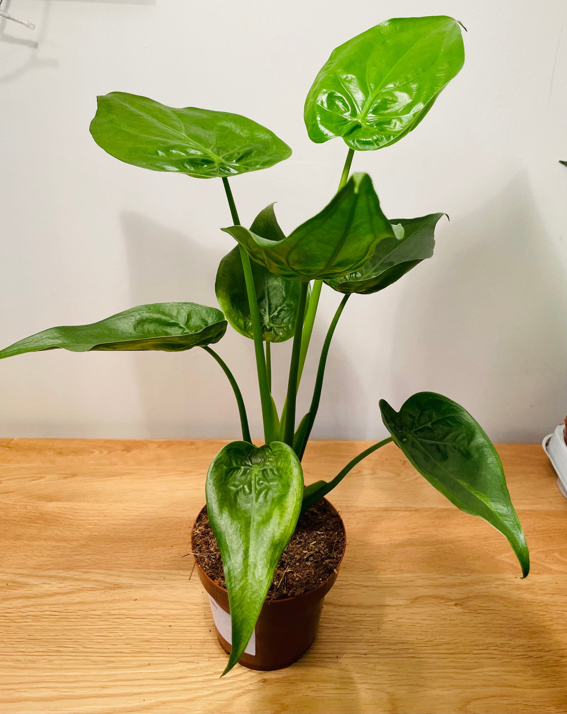 Alocasia Cucullata 12cm Pot Cassandra's Plants