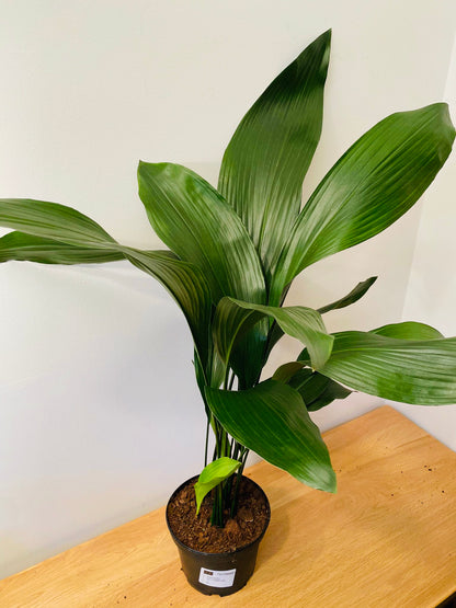 Aspidistra Elatior Cast Iron Plant 15cm Pot Cassandra's Plants